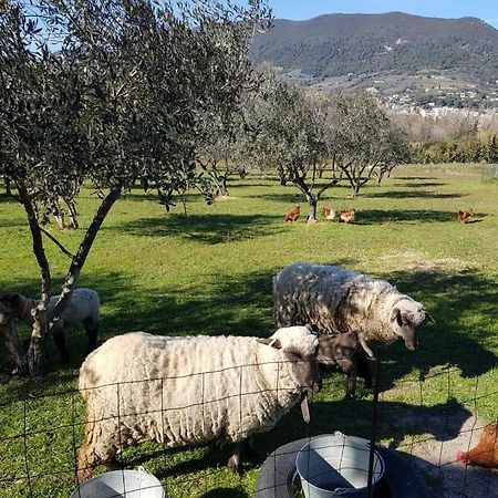 Ferienwohnung Studio En Campagne Dans Une Ferme Bio Nyons Exterior foto